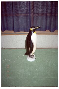 ペンギンin四畳半写真